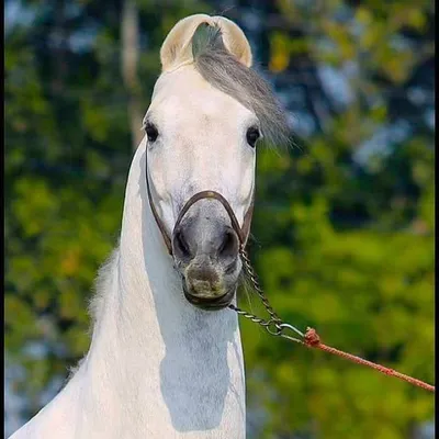 ਚਾਚਾ wow ਫਾਰਮ 😂😎 profile