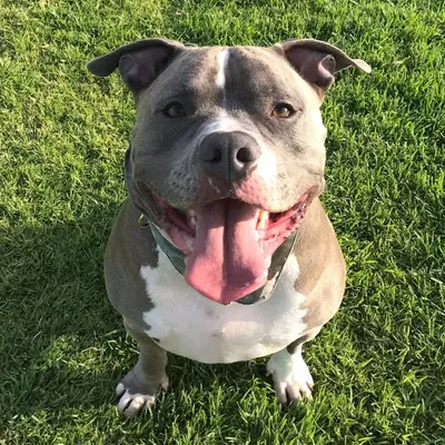 Greyson Bleu profile