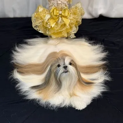 Grifinoria Shitzu profile