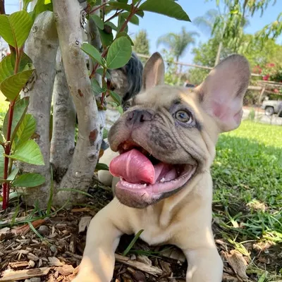 Grogu profile