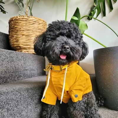 Dexter the Mini Groodle ๐ถ profile