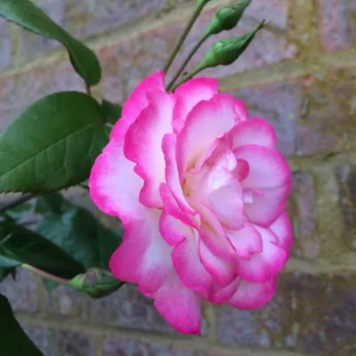 Head Gardener - Gardening Cottage Style profile