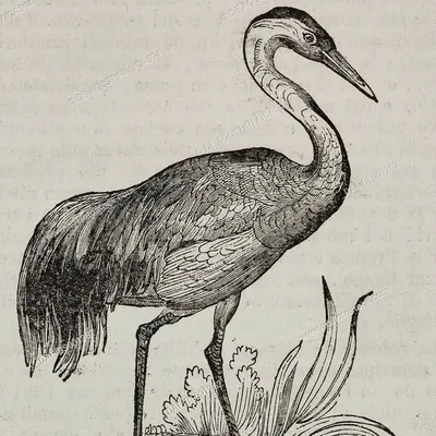 GRUS GRUS profile