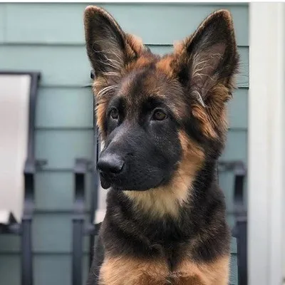GSD puppies! ๐พ๐ถ profile