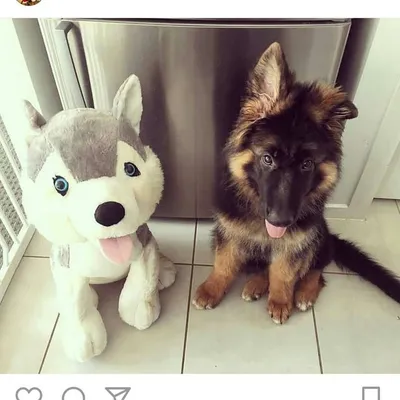 GSD Corner™ profile