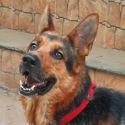❤ German Shepherd ❤ profile
