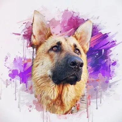 M A X I E profile
