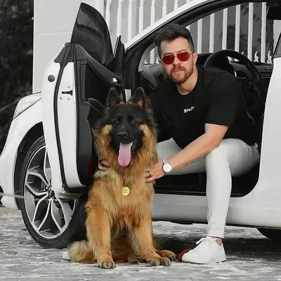 German Shepherd|Dogs|Puppies profile