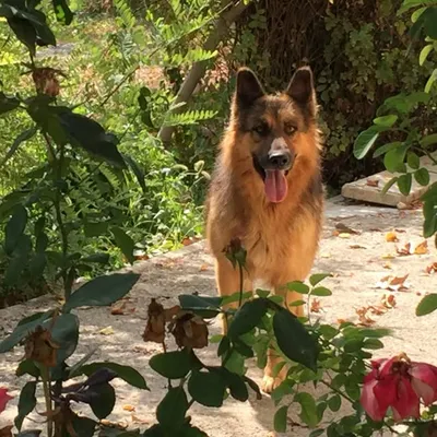 GSD❤️TEFO❤️ profile