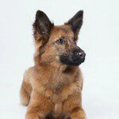 ᴸᴵᴺᴰᴬ profile