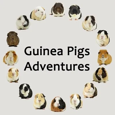 Guinea Pigs Adventures profile