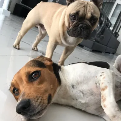 Guizmo & June profile