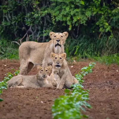 Gujarat wildlife official profile