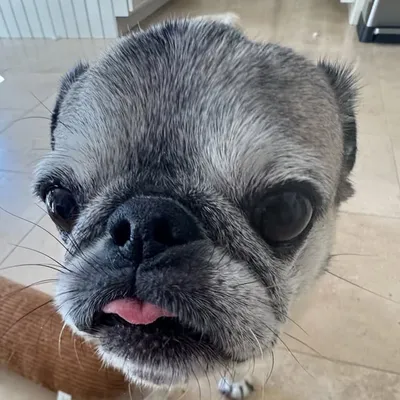 Guppy the Pug profile