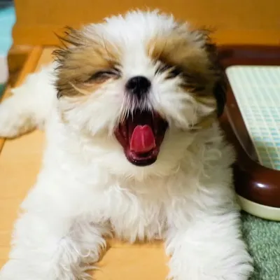 シーズーぐり🎀Shihtzu Guri🔰 profile