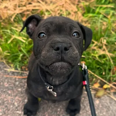 Gusten (Loke_the_brindle) profile