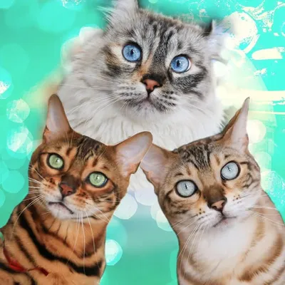 ๐ต Gus, Zoe & Lily ๐ profile