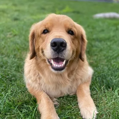 Gus the Goldenš¾ profile
