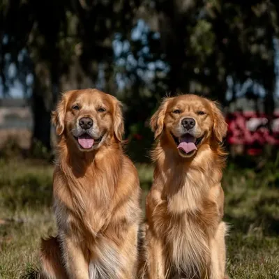 Shelby ๐ฑ๐ผโโ๏ธ + Gus & Motley ๐ถ | Dog Sports Obsessed profile