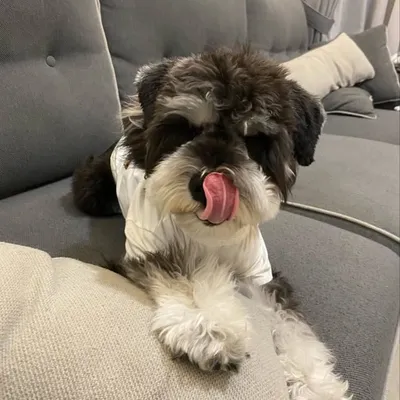 哈啾是隻狗 profile
