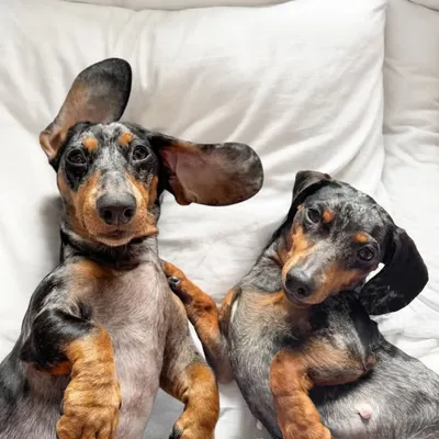 hadley & vanilla | charl ๐ฉ๐ป profile