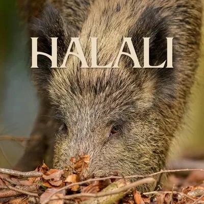 Halali Magazin profile