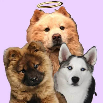 Chow Chow & Husky Adventures profile