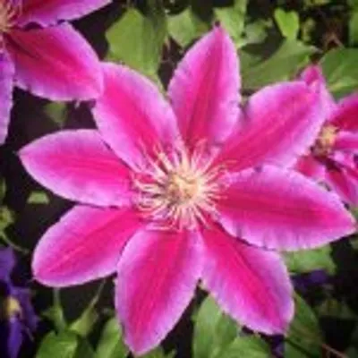 Halsted Flowers profile
