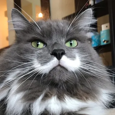 - Hamilton The Hipster Cat - profile