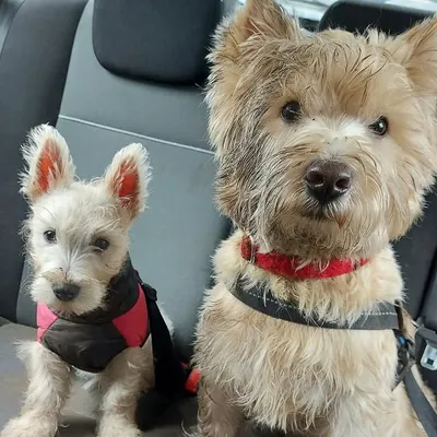 Hamish Isla Douglasthewesties profile