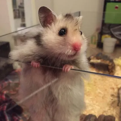 🐹Hamster Teemo🐹 profile