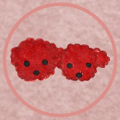Hana & Gnocchi 🧸 Tiny Poodles profile