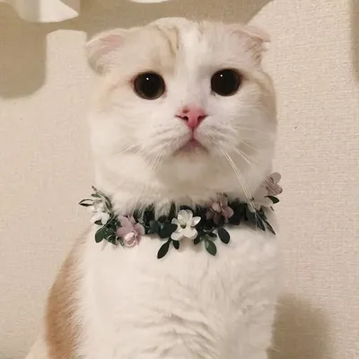 はなぼくろきなこ profile
