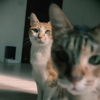 冬山貓頭aka KOC(key opinion Cat) profile
