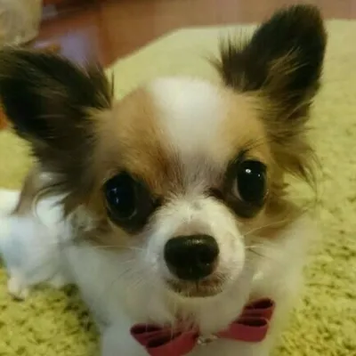 akemi profile