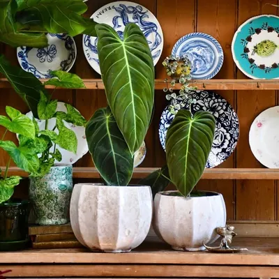 Happy Houseplants ™️ profile