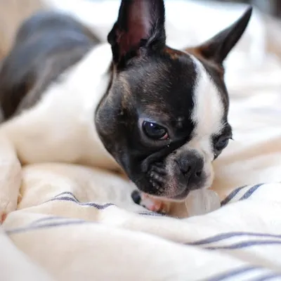 Happy Boston Terrier profile