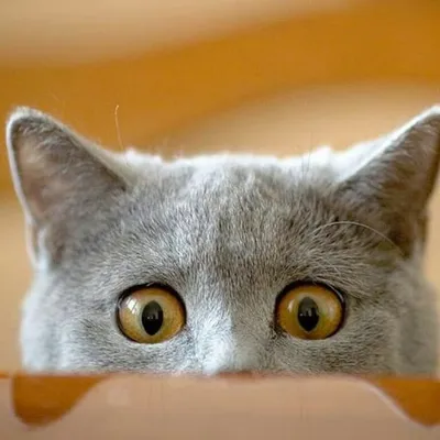 Happy Cat Club profile