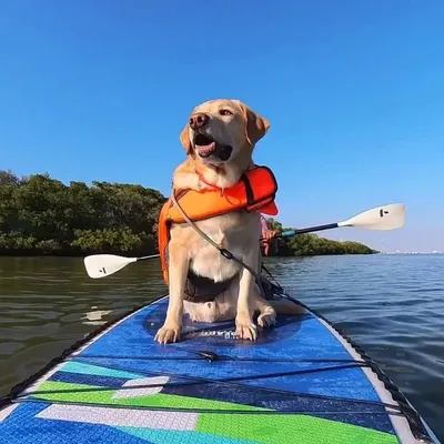 Happy Lab profile