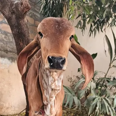 hardik.....4 profile