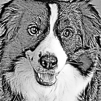 Harhoura Border Collies profile