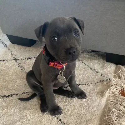 Harlow profile