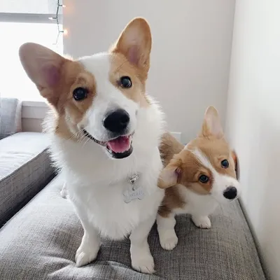Harold & Harley the Corgis profile