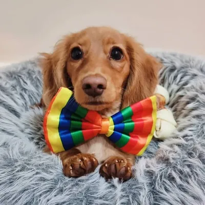๐๐พ Harry Pawter ๐ถ ๐ profile