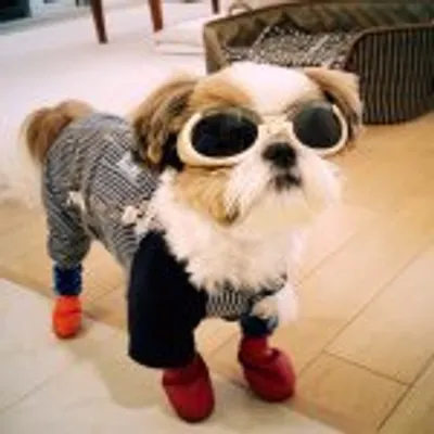 Hachi♡the Shih Tzu profile