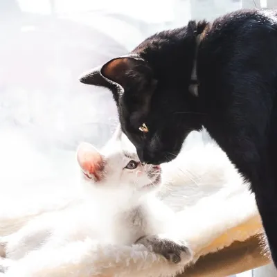 Harvey & Minnie profile