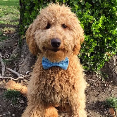 Harvey Doodle Hicks profile
