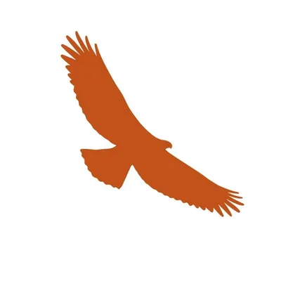 HawkWatch International profile