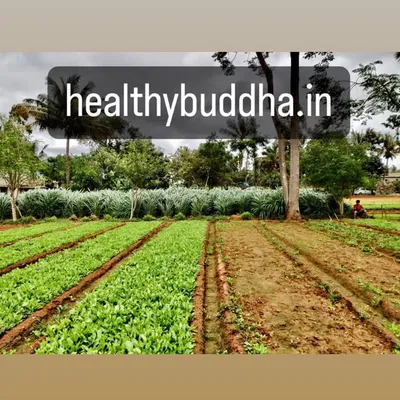 HealthyBuddha.in profile
