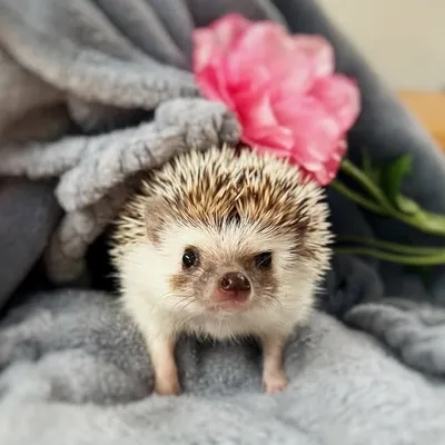 Zunda, Uiro, Monaka, and Azuki — the hedgehogs profile